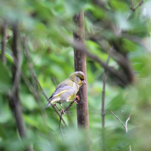 Photo #11122865