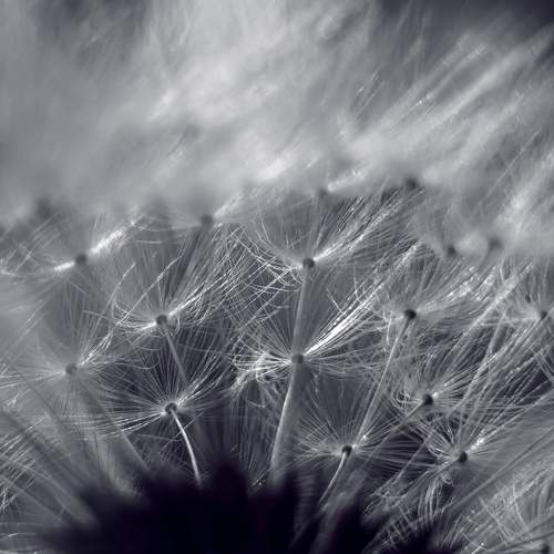 Photo #11123276