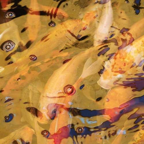 Photo #11123823
