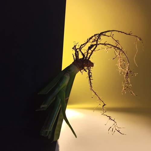 Photo #11124027