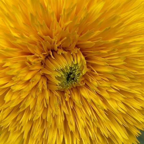 Photo #11124087
