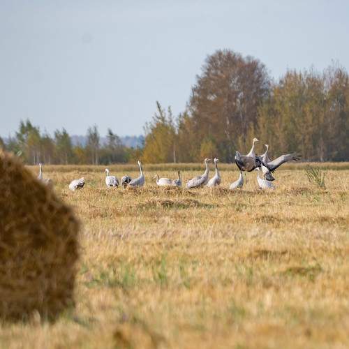 Photo #11124213