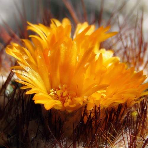 Photo #11124810