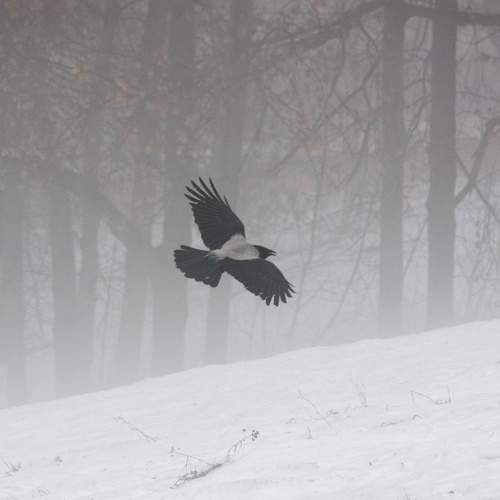 Photo #11125210