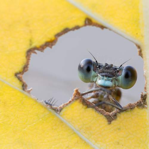 Photo #11125495