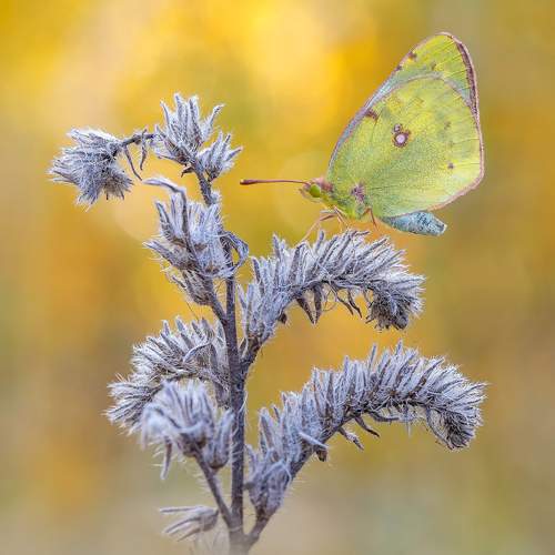 Photo #11125506