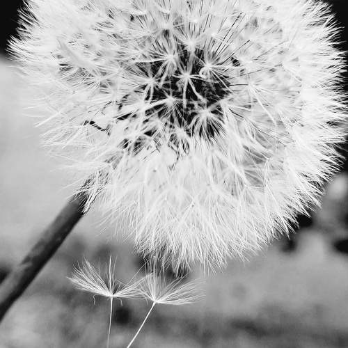 Photo #11125554