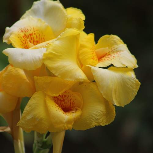 Photo #11125620