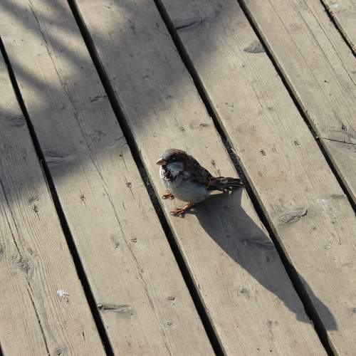 Photo #11125817