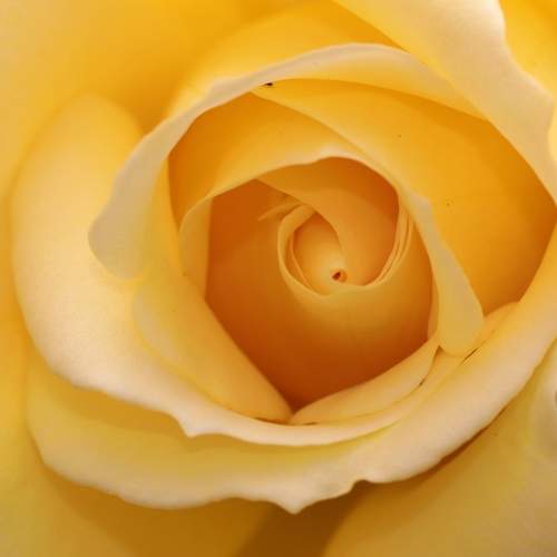 Macro petals