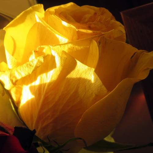 Yellow rose