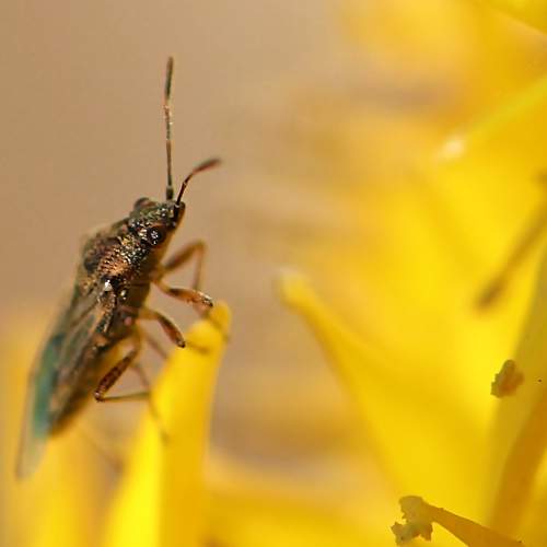Macro in yellow