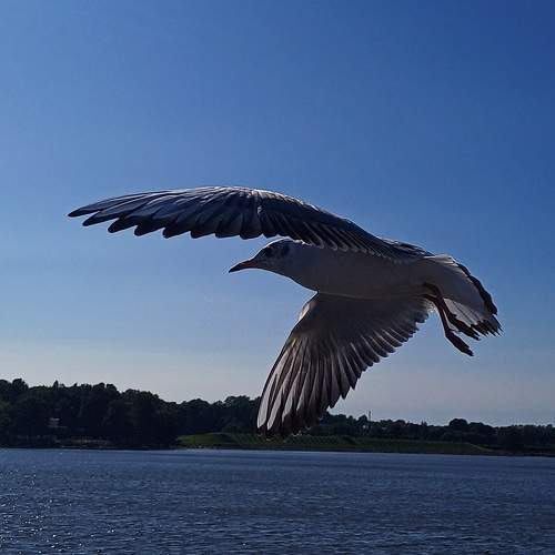 Photo #11126233