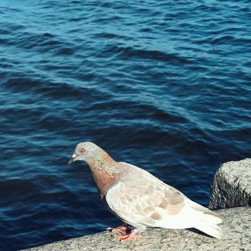 Photo #11126235