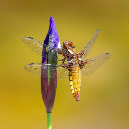 Photo #11126463