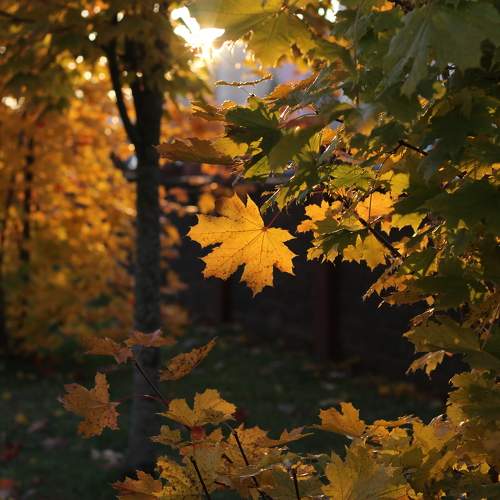 Photo #11126958