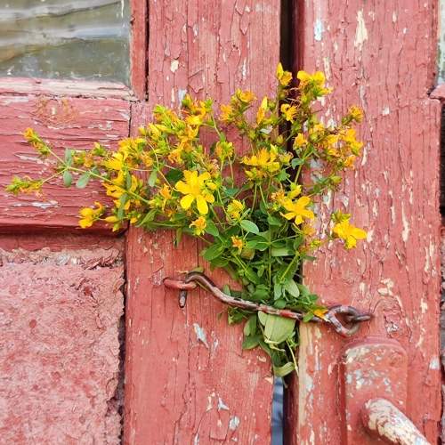 Photo #11127062