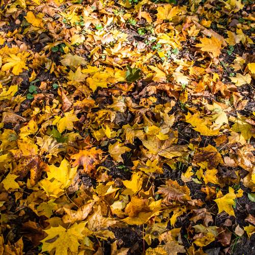 Photo #11127195