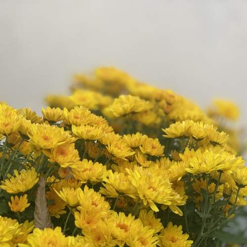 Photo #11128694