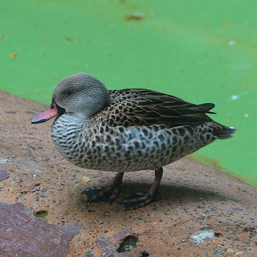 Photo #11128971