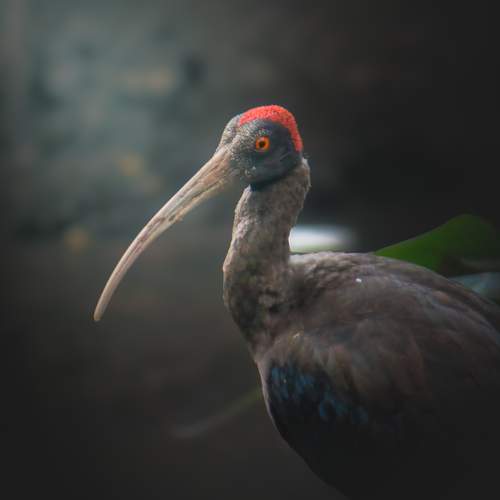 Ibis having some fun