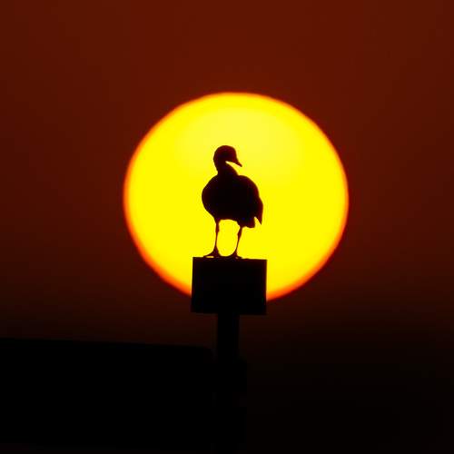 Photo #11129306