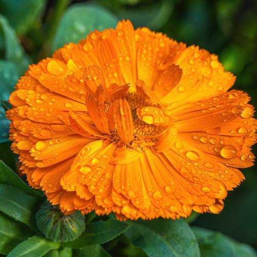 Orange Calendula