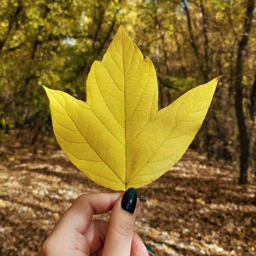 Photo #11130080