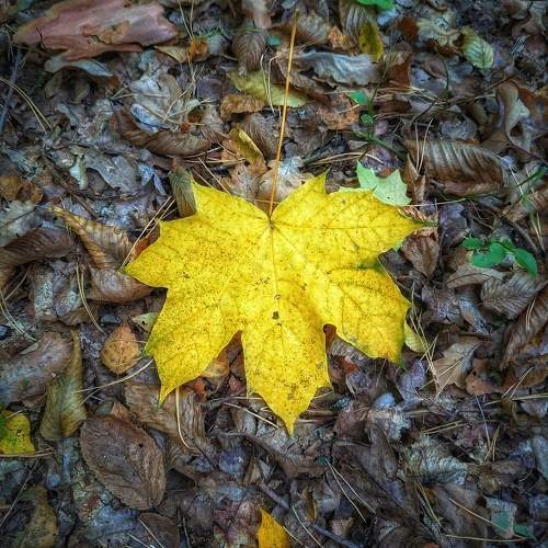 Photo #11130219
