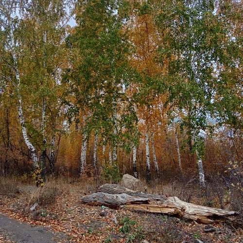 Photo #11130546