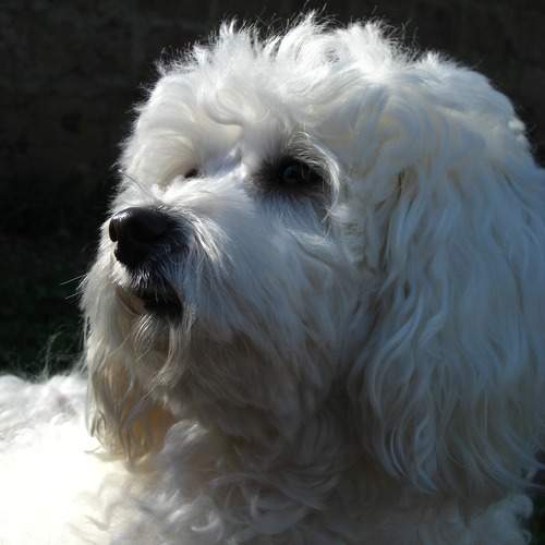 Photo #11130552