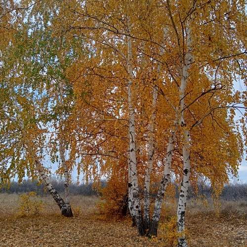 Photo #11130557