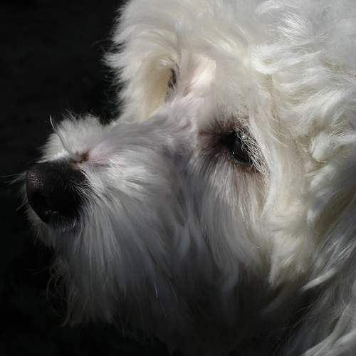 Photo #11130574