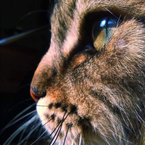 Photo #11130623