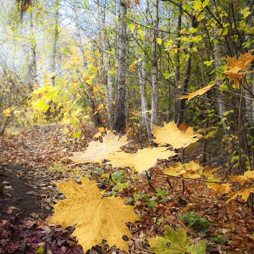 Photo #11130725