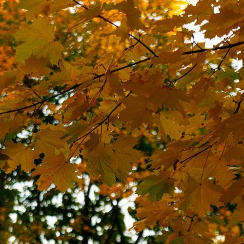 Photo #11130874