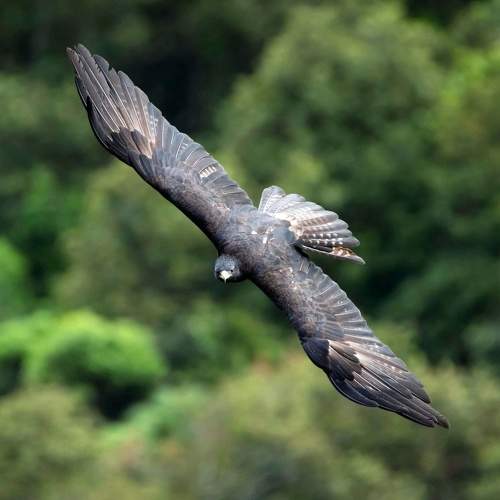 Photo #11130951