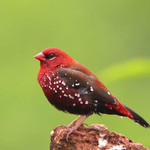 Photo #11130965