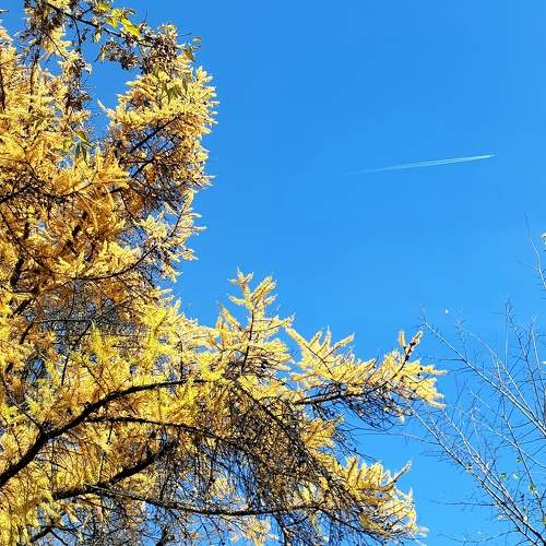 Photo #11130975