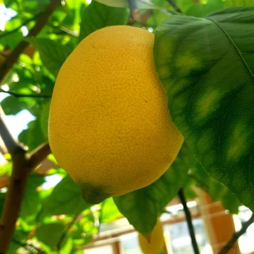 Photo #11130983