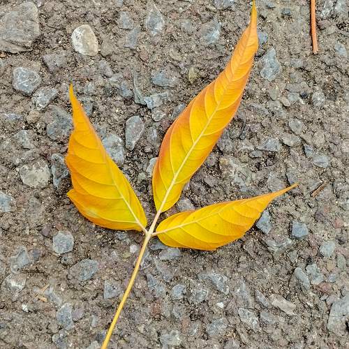 Photo #11131006