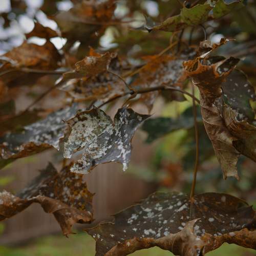 Photo #11131643