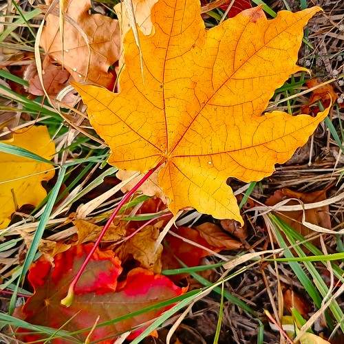 Photo #11131678