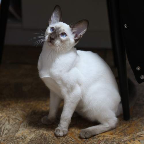 Photo #11131721