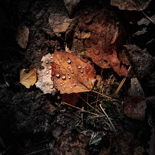 Photo #11132032