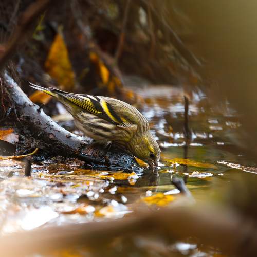 Photo #11132280