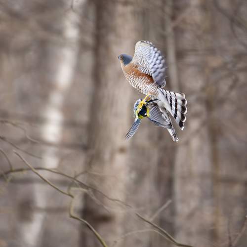 Photo #11132299