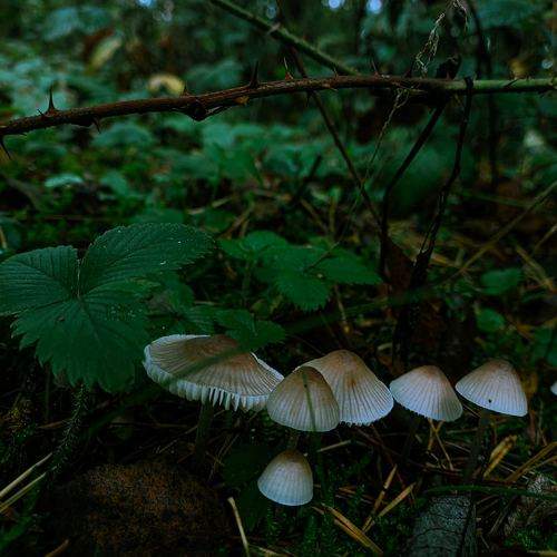 Photo #11132427