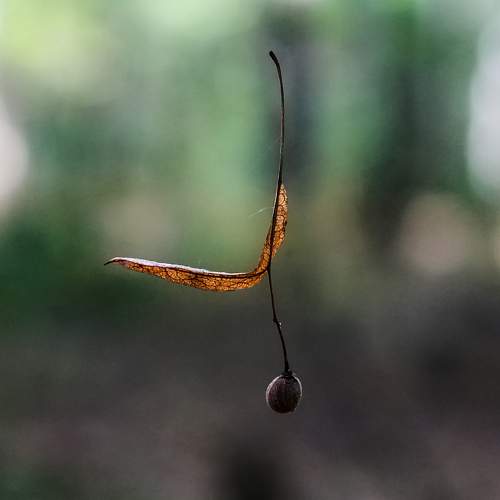 Photo #11132605