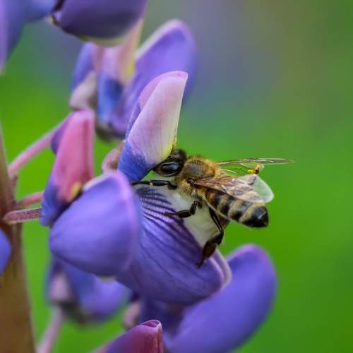 Photo #11132656